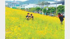 그림 같은 금계국 동산