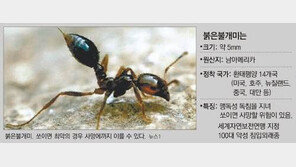 부산항서 붉은불개미 의심개체 발견…독침 쏘이면 ‘사망’ 위험