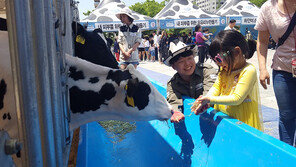 이틀 간, 도심 속 우유·치즈 축제 향한 발길 이어져