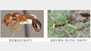 붉은불개미 의심개체 발견에 국민 불안감 Up…검역본부 “30일 확진 예정”