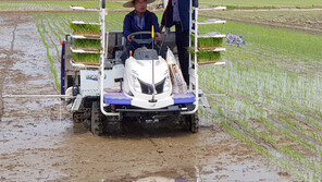 사료용 벼 파종