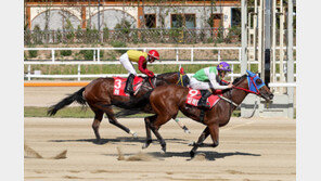 여왕마 ‘실버울프’ 단거리 최강마 도전장