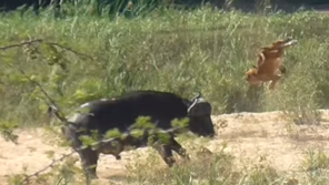 [영상] 폭풍처럼 나타나 ‘퍽’!…사자 들이받아 왕도마뱀 구한 버팔로