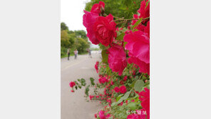 돌아온 장미의 계절