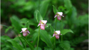 충북농기원, 멸종위기 식물 ‘털복주머니난’ 인공증식 성공