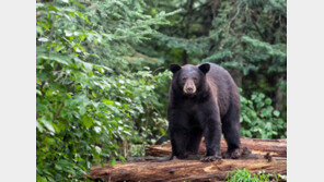 반려견 공격하는 흑곰 발로 ‘뻥’ 주먹 ‘퍽’ …용감한 ‘美人’