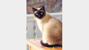 [책의 향기]폐허가 된 인간 세상… 고양이가 전하는 생존법은