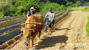 [고양이 눈]복고