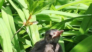 [고양이 눈]아기 새의 첫발