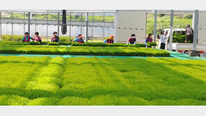 “육묘 받아가세요”