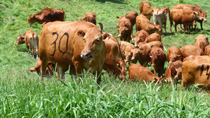 [고양이 눈]외출