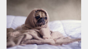 40만원 ‘명품 개모차’…1000만 ‘펫피’ 족 지갑 연다