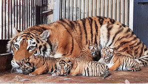 순수혈통 백두산호랑이 4마리나 태어났어요… 서울대공원 경사