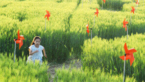강화도 보리밭 산책로
