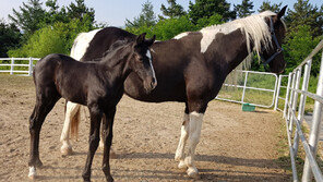 스타 승용마 2세 탄생…수정란 이식 성공했다