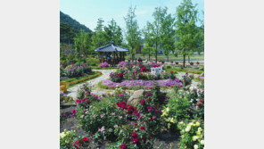 노근리 평화공원 ‘장미축제’ 16일 개막