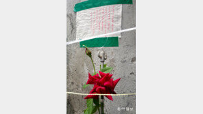 [고양이 눈]낭만에 대하여