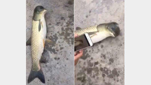 [영상]“잉어 몸에 비둘기 대가리”…中서 잡힌 기괴한 물고기 정체는?