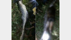 배 부풀어 오른 몸길이 7m 비단뱀, 배 갈랐더니…‘실종’ 50대女 시신 발견