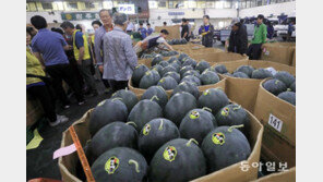 여름과일 출하 한창