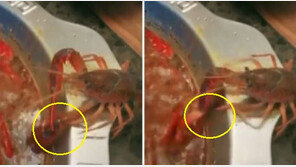 전골용 가재, 집게발 끊고 탈출…애완용 가재로 ‘새 삶’