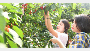 체리 따기 체험