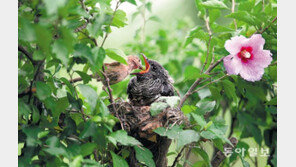 [고양이 눈]기른 정