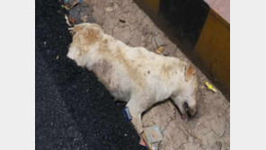 아스팔트  포장에  네 다리 묻힌 채 죽은 개…도로 포장 때 무슨 일이?