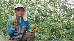 ‘애플 수박’ 첫 출하