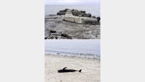 인천 앞바다 ‘갯팃길’을 아시나요… 이영욱 사진전 30일까지 열려