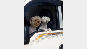 [고양이 눈]기다림