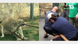 [영상] WWE 프로레슬러 3명, 암사자 한 마리와 줄다리기 대결서 ‘망신’