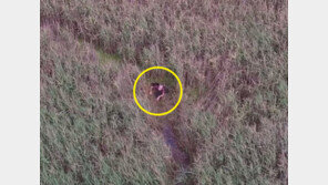 [영상]가족과 산책 중 사라진 70대, 드론 덕에 해안 갈대밭서 극적 구조 