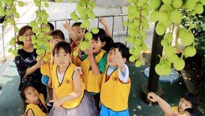 [고양이 눈]청포도