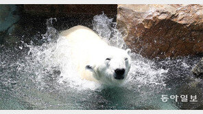 “한국 여름 잊지마, 통키”… 마산서 태어난 23세 북극곰, 11월 영국으로 ‘요양이민’