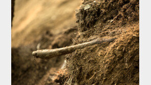 DNA보다 정확… 6·25전사자 신원 ‘동위원소’로 밝힌다