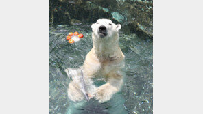 한국 떠나는 북극곰 통키가 보내는 편지