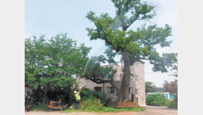 일자리-건강 모두 챙기는 ‘나무의사’에 도전해 보세요