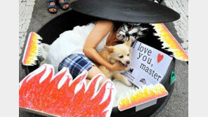 개고기 식용 금지법,  51.5%가 반대…男·보수층이 식용에 ‘우호적’ 