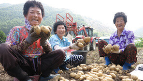 장마 앞두고 감자 수확 한창