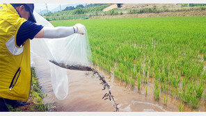 경북도, 미꾸리 양식 생태 시범단지 운영