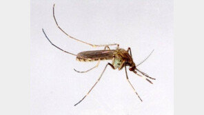 일본뇌염 차단, 백신접종이 유일한 예방책