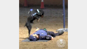 [영상] 쓰러진 사람에게 달려가 앞다리로…심폐소생술 하는 경찰견 ‘신통’