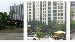 ‘수령 500년’ 영통 느티나무 장맛비에 쓰러져 갈가리…주민들 ‘허탈’