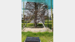 홍준표 전 경남지사가 심은 ‘채무제로 나무’ 뽑힌다