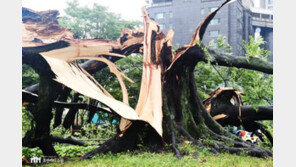 수원시, ‘영통 느티나무’ 복원 대책 마련…밑동 맹아 활용·후계목 육성