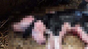 머리 둘 달린 송아지, 태어나자마자 숨져…유전자변형 사료의 저주?