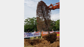 ‘경남 채무제로 달성’ 홍준표 기념 식수한 나무, 죽은 채 뽑혀