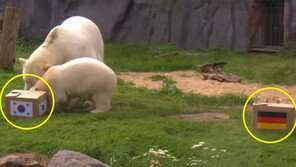 [영상] 한국vs독일…獨 동물원 북극곰 점괘, 정말이야?
