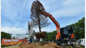 경남도청 ‘홍준표 나무’ 뽑혔다